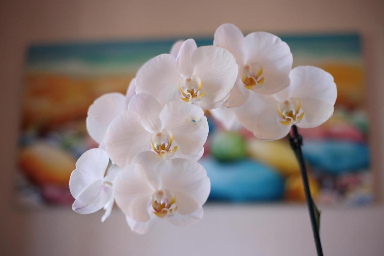 B&B villa orchidea Ricadi Esterno foto