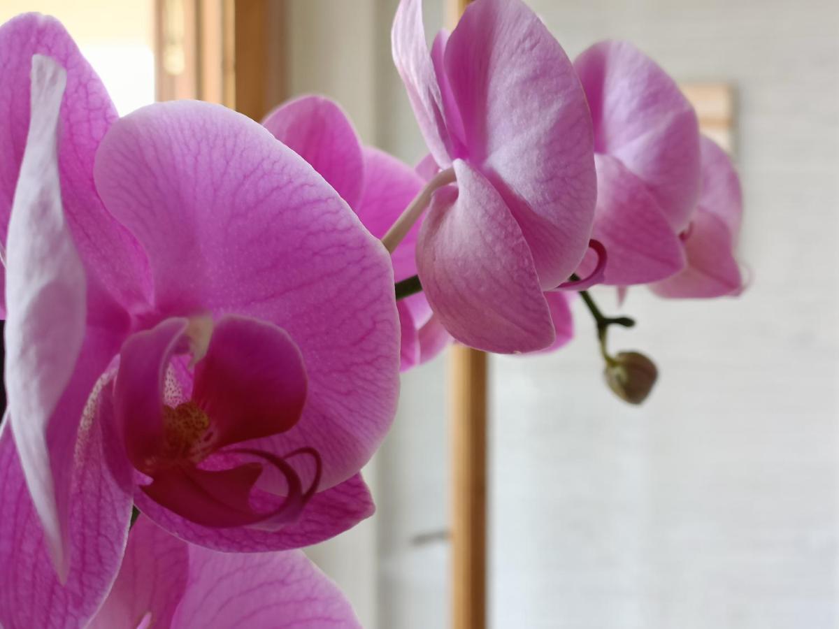 B&B villa orchidea Ricadi Esterno foto